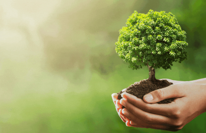  Hands holding a small tree